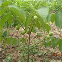 山西香玲核桃苗批发基地3元共苗