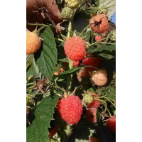 金秋苗 黄树莓苗