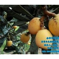 昭通由良柑橘种苗、岗峰农场评价、由良柑橘种苗去哪买