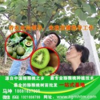 猕猴桃苗|坤威猕猴桃苗|猕猴桃苗价格