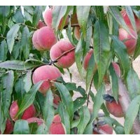 【早 中 晚】品种桃树苗价格 山西运城八月红不软桃树苗