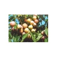 占地桃树杏树价格优惠