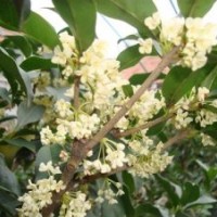 四季桂哪儿有、北京四季桂、莎莎园艺(多图)