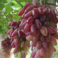 鲁粒大棚葡萄苗,弗雷无核葡萄,潍坊弗雷无核葡萄