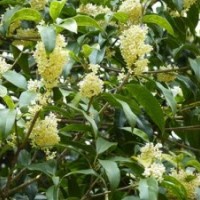 桂花小苗批发|渝北区桂花小苗|莎莎园艺(多图)