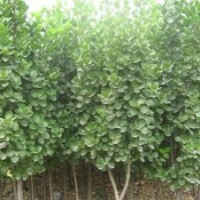 北海道黄杨价钱|北海道黄杨|滢涵苗木中心(查看)
