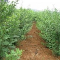 随州皂角刺、洛阳李铁梁苗木、皂角刺培育