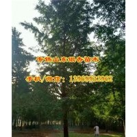 通园银杏|银杏树价格|21公分银杏树价格