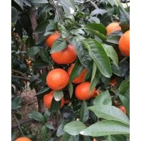 有核沃柑与无核沃柑苗种植要求 沃柑发展前景 沃柑苗基地