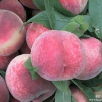 大量低价出售桃树苗