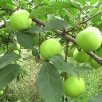 泰安苹果苗 大量批发嫁接苹果苗 高产量苹果苗 现货销售苹果小苗