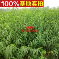 直销桃树苗 黄桃苗 小苗 工程苗