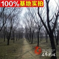 出售板栗苗 品种规格齐全 数量大 价格低