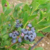 蓝峰苗 蓝莓苗
