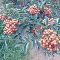 陕西韩城狮子头大红袍花椒苗