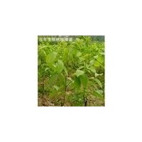 供山西山楂苗大金星大五棱苹果苗杏树苗1-6公分