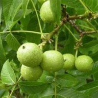 陕西8518核桃苗木_洛林苗圃_8518核桃苗木培育基地