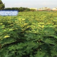 无花果苗种植基地、金华无花果苗、小叶无花果繁育基地(查看)