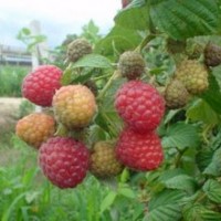 大量出售优质树莓苗黑加仑苗、蓝莓苗、草莓苗