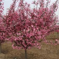 滢涵苗木中心、北美海棠、北美海棠一年苗的移栽