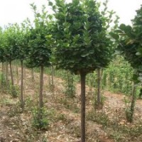 出售北海道黄杨|北海道黄杨|滢涵苗木中心(图)