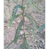 成都皂角刺,洛阳李铁梁苗木,皂角刺种植技术