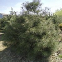 白皮松、滢涵苗木中心、白皮松价格