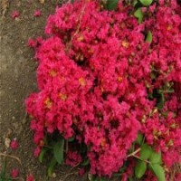 百日红栽培技术,百日红,滢涵苗木中心(图)