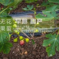 浙江金华无花果基地|【惠星农