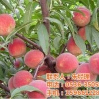 映霜红桃苗|桃苗|华益苗木(查看)