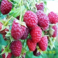 树莓树莓苗树莓种苗树莓苗批发树莓苗价格树莓种植