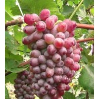 吉林 蜜汁葡萄苗种植、辽宁出售茉莉香大棚葡萄苗价格