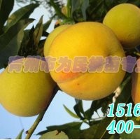 黄金桃桃苗批发