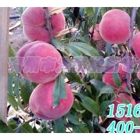 金秋红蜜桃苗厂家