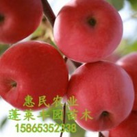 烟台苹果红富士烟富0（烟富10）苗木