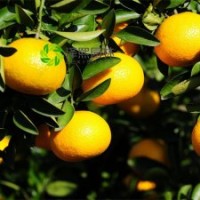 泽熙正品供应潭甜桔柚桔苗果苗嫁接果苗批发