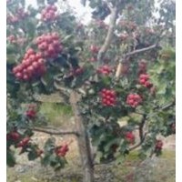 大量批发大五楞山楂树 大金星山楂树