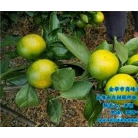 由良柑橘种苗价格,临沧由良柑橘种苗,岗峰农场值得信赖