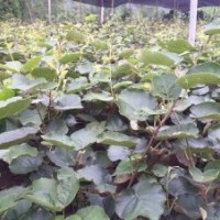 出售红心猕猴桃苗