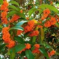 天津桂花苗木,莎莎园艺,桂花苗木报价