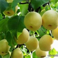 3-10公分苹果树杏树梨树桃树绿化工程苗