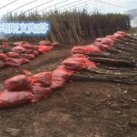 浙江无花果苗_小叶无花果专业技术_无花果苗种植基地