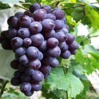 代收葡萄|鲁粒大棚葡萄苗|代收葡萄哪家好