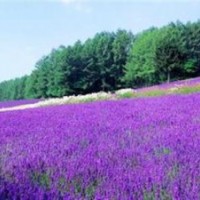 青海草花节日预定,草花,山一花卉苗木(查看)