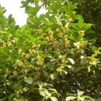 金桂树苗批发_四川金桂树苗_莎莎园艺(图)