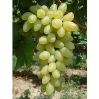 A7葡萄苗销售商_A7葡萄苗_鲁粒大棚葡萄苗(多图)