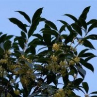 奉节县桂花小苗、莎莎园艺、桂花小苗报价