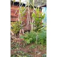 供应澳洲坚果桂热一号