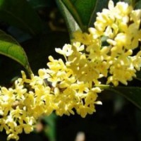 莎莎园艺|红桥区桂花小苗|桂花小苗供应