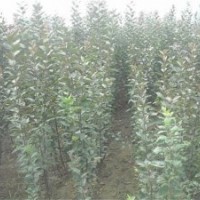 北美海棠1.5公分,北美海棠,滢涵苗木中心(查看)